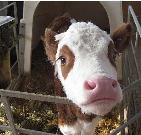 Bauernhof Serner * Molln