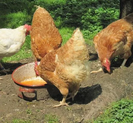 Farmház Bauernhof Serner *