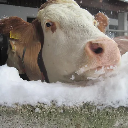 Farmház Bauernhof Serner *