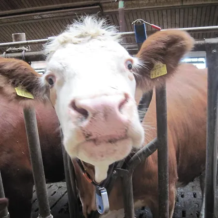 Farmház Bauernhof Serner Molln