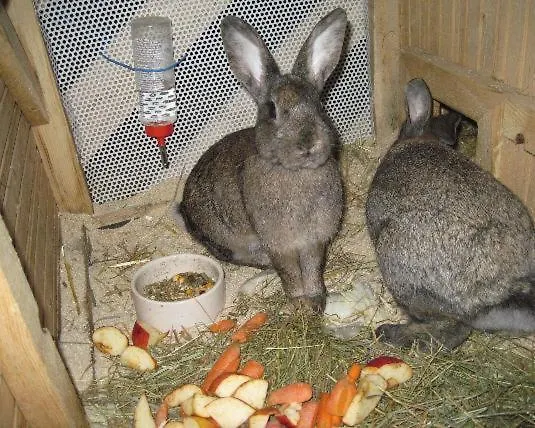 Bauernhof Serner Farm stay Molln