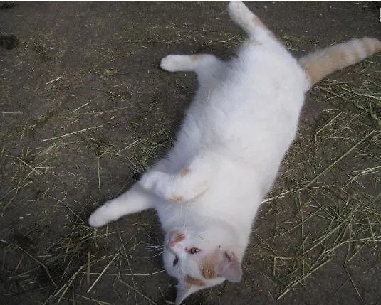 Bauernhof Serner Farm stay *