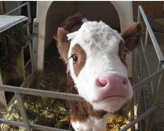 Bauernhof Serner * Molln