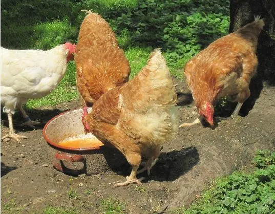 Gospodarstwo agroturystyczne Bauernhof Serner *