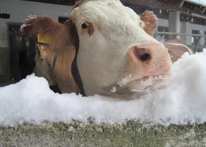 Gospodarstwo agroturystyczne Bauernhof Serner *