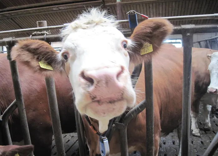 Gospodarstwo agroturystyczne Bauernhof Serner Molln